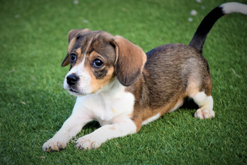 Adopting – Saving Paws Animal Rescue of Kentucky